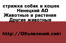 стрижка собак и кошек - Ненецкий АО Животные и растения » Другие животные   